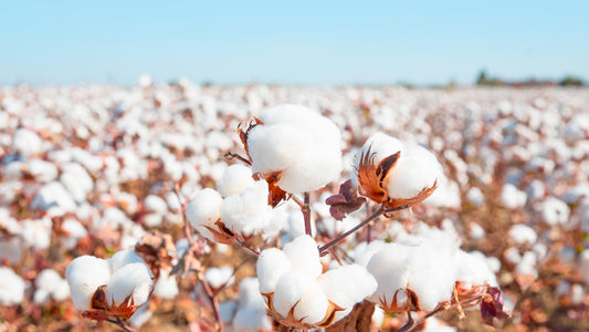 🌿 Why Quality Cotton Matters: Comfort Meets Confidence